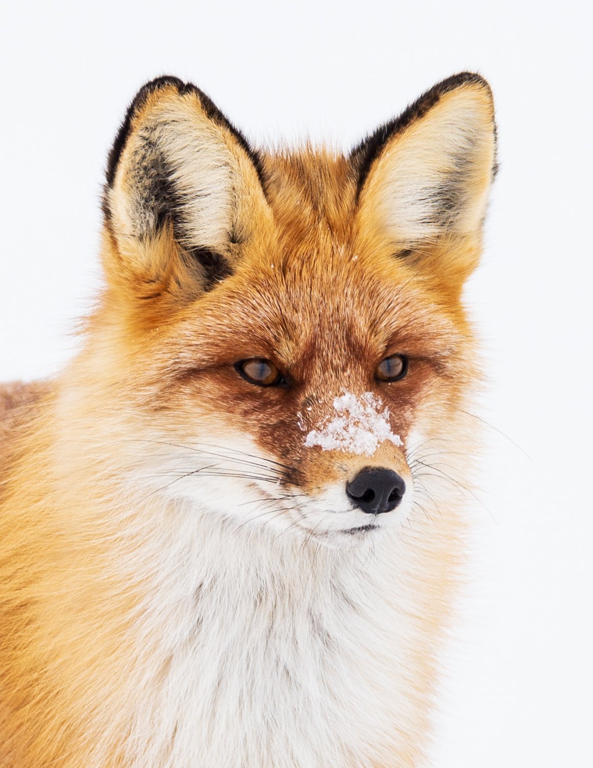 Снежный нос