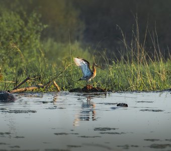 Встреча на болоте