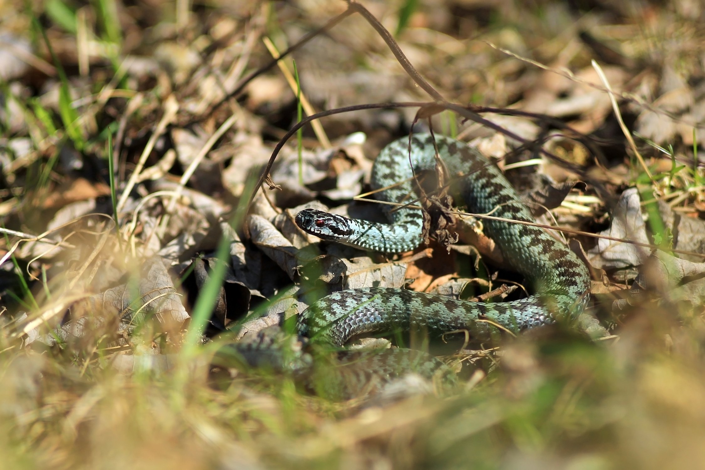 Ядовитые змеи Украины - как их распознать, первая помощь при укусе | РБК Украина