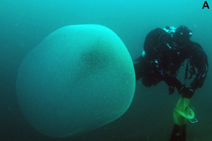 Гигантские пузыри в океане. Что это вообще такое?