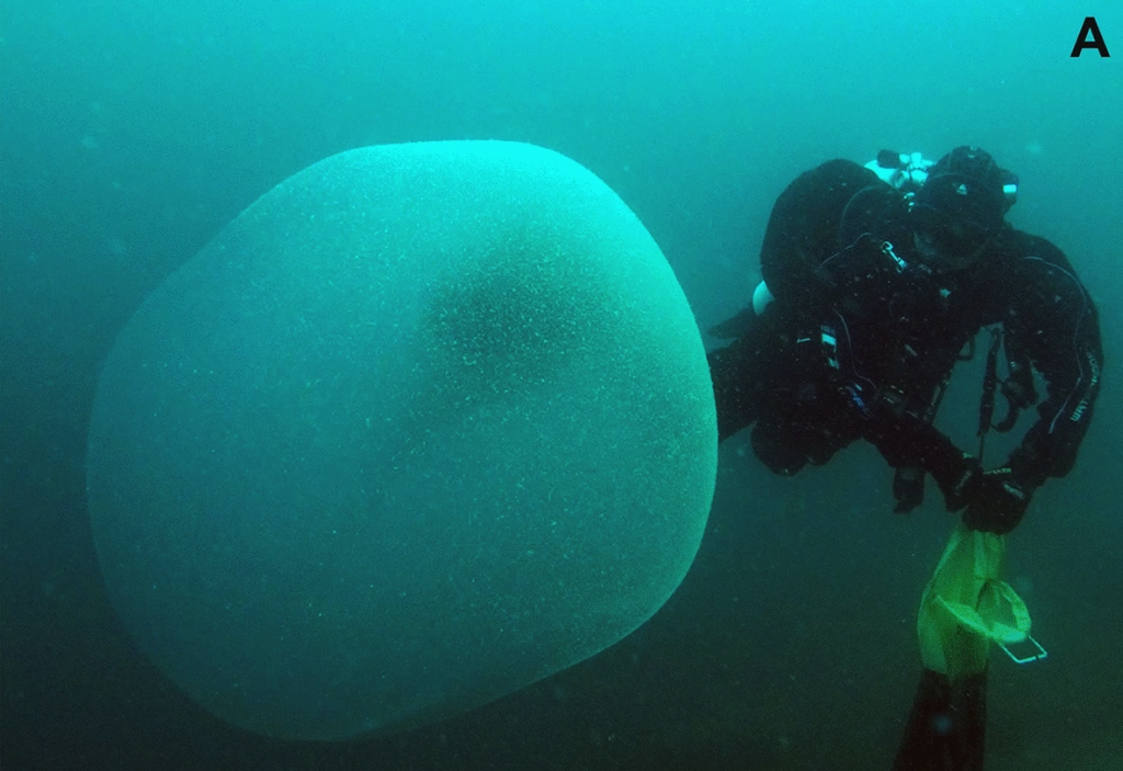 Загадочный шар в океане. Шар в океане. Яйцо гигантского кальмара. Яйца кальмара в океане.