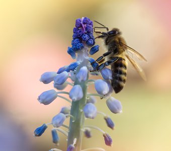 Первые пчелы