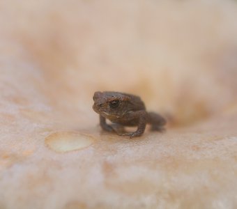 Крошка-жабенок на шляпке гриба