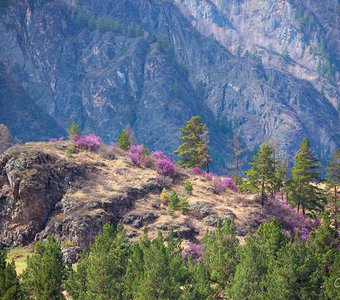 Цветение Маральника в горах Алтая