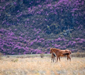 Кони на фоне цветущих гор Алтая
