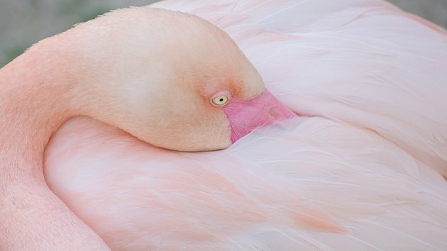 Фото: Юрий Пужалин | фотохостинг
