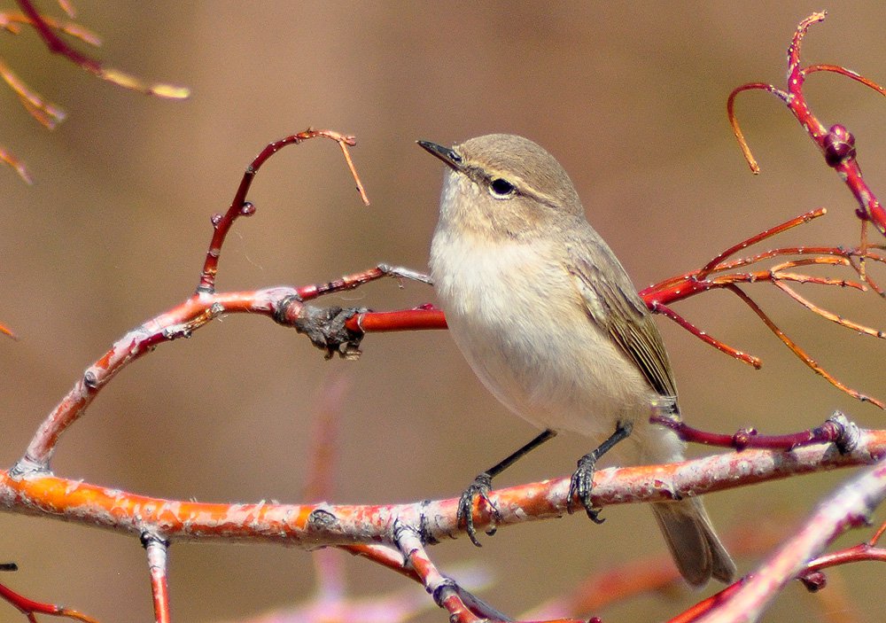 Птица пеночка фото и описание Пеночка-теньковка (Phylloscopus collybita) - Фото № 1365904