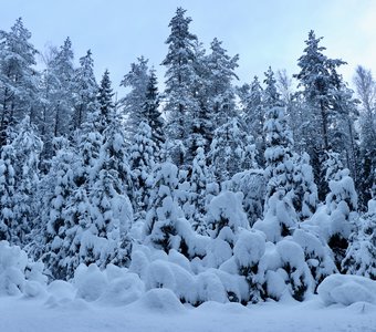 Зимние стражи Карелии