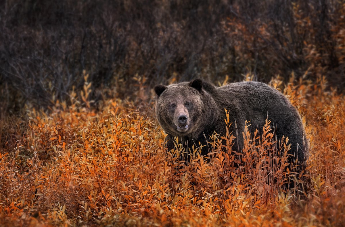 В австралии живут медведи. Медведь вид сверху. Гризли гигант дерево. Медведи в Ленинградской области фото. Медведи Канады виды.