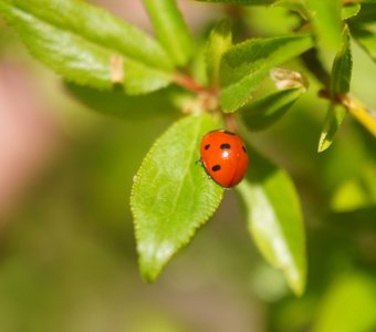 Красный, чёрный и зелёный