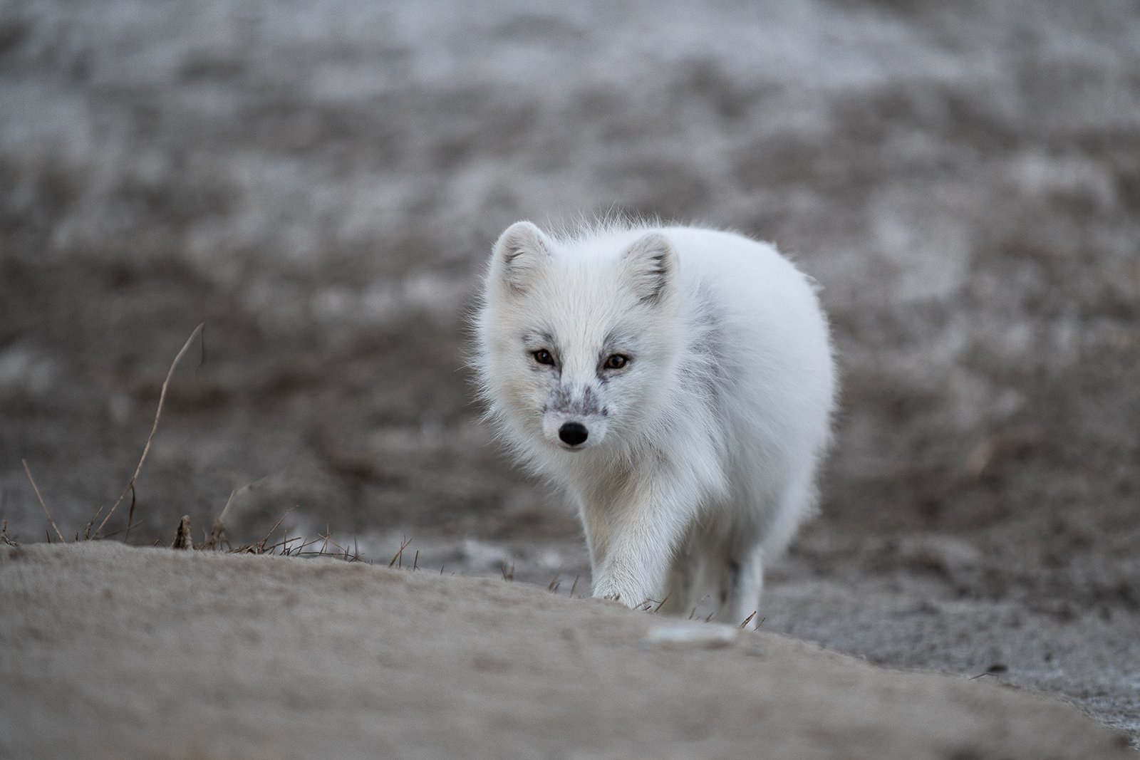 Полярная лисица полярным днём