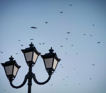 птицы кружат над фонарем)