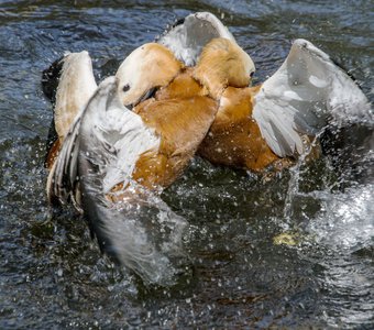 Борьба за выживание