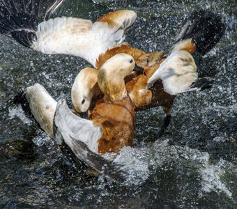 Борьба за выживание 2