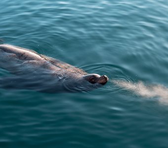 Сивуч (морской лев) выдыхает пар в Тихом океане
