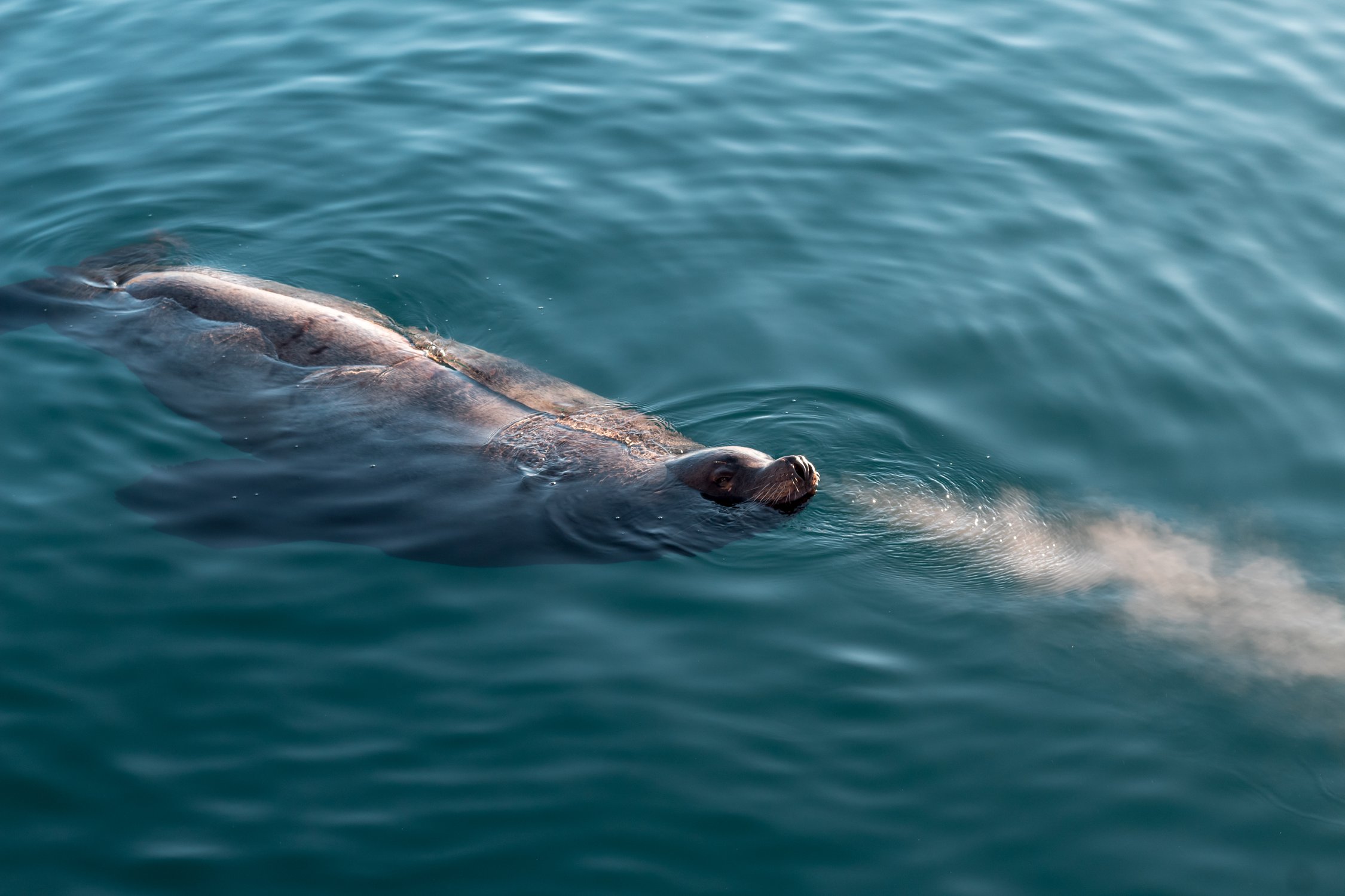 Сивуч (морской лев) выдыхает пар в Тихом океане