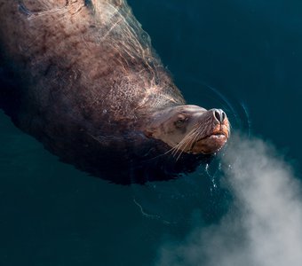 Дыхание Сивуча (морского льва) крупным планом
