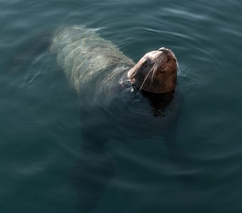 Сивуч (морской лев) выглядывает из воды и шевелит лапками