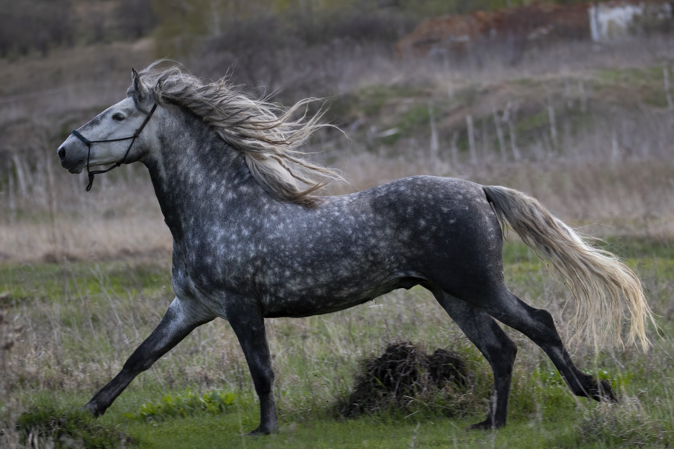 На сером коне. Характеристика внешнего облика лошадь.
