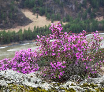 Начало цветения Маральника в Горном Алтае