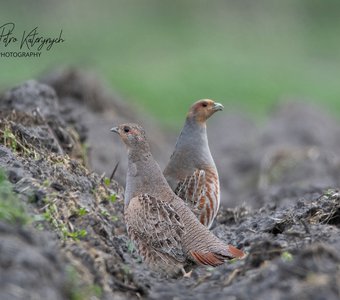 Серые куропатки