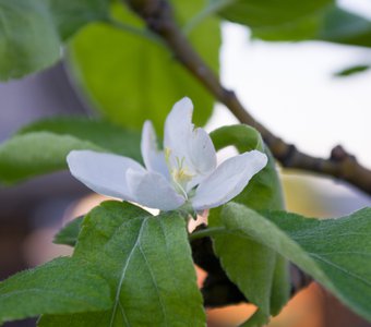 Цветочек на яблоне