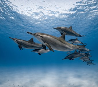 Дельфины у рифа Сатайя