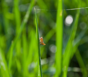 В траве сидел кузнечик.