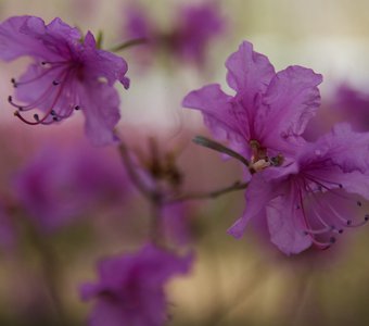 Рододендрон даурский крупным планом