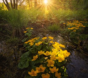 Цветение калужницы болотной