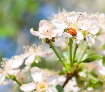 Божья коровка и цветочек вишни