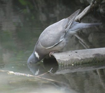 Вяхирь пьет воду в жаркий день