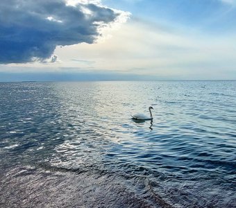 Лебедь в Балтийском море