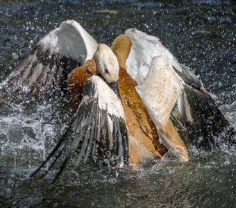 Единоборства