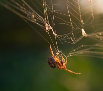Добрый вечер!