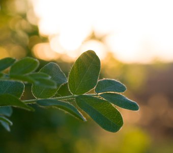 Закат за листочками