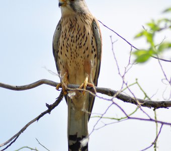 Обыкновенная пустельга (Falco tinnunculus)