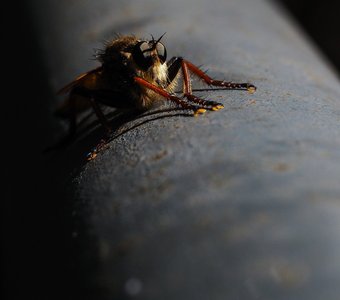 Еще один житель парка