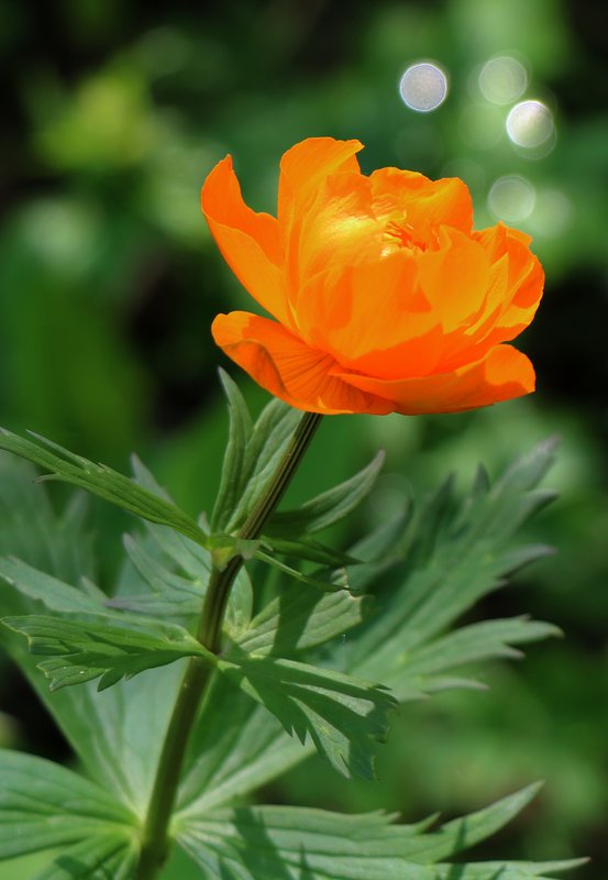 Купальница азиатская — Фото №1366889