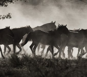Табун у Белой скалы