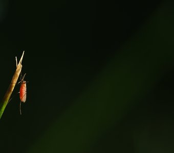 Сытый комар