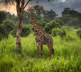 Африканский пейзаж с жирафом