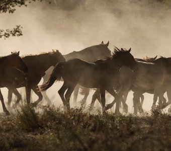 Табун у Белой скалы