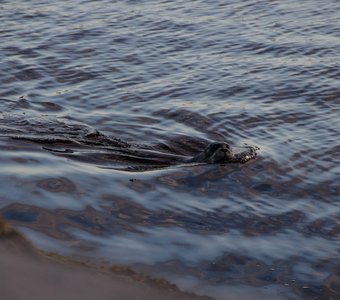 Нерпа в акватории Кольского залива