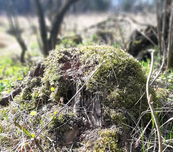 Пень ты мой задумчивый, пень ты — молчаливый