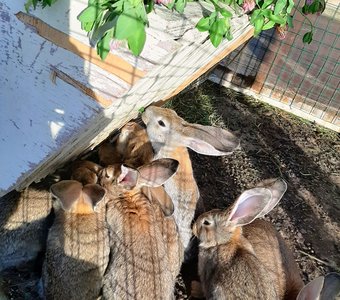 Солнечные зайчики