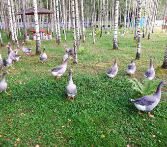 Гуси, мои гуси