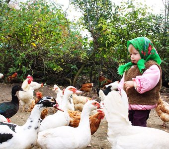 Птичий двор