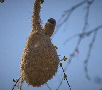 Ремез на гнезде