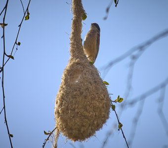 Ремез на гнезде